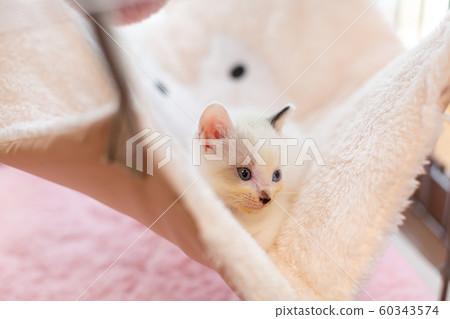 小貓4週齡防護貓吊床 60343574