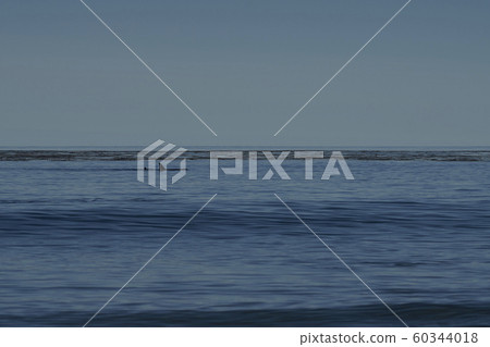 Killer whale hunting elephant seals 60344018