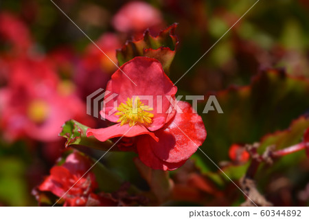 Wax begonia Trophee Rouge 60344892