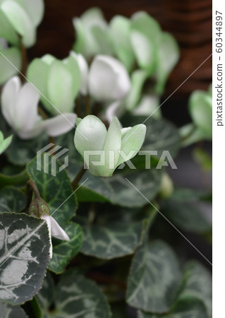 Pastel green cyclamen Make-Upz Pastel green cyclamen Make-Upz 60344897