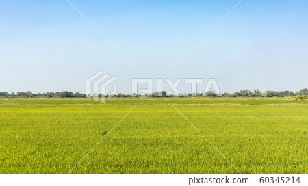 green rice field with bright blue sky green rice field with bright blue sky 60345214
