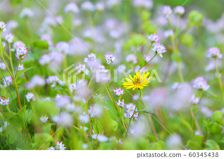 秋之味zo秋之野菜Nohana 秋之味zo秋之野菜Nohana 60345438