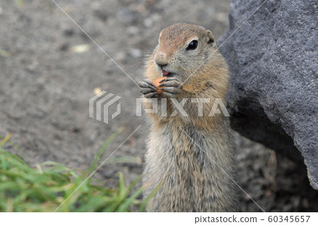 Cute Arctic Ground Squirrel eating cracker holding food in paws. Expression curious wild animal of genus of medium sized rodents of squirrel family 60345657
