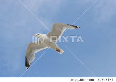 flying gull (Larus flying gull (Larus 60346161