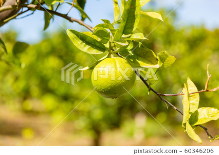 Close-Up Of Fresh Lemons hanging in tree Close-Up Of Fresh Lemons hanging in tree 60346206