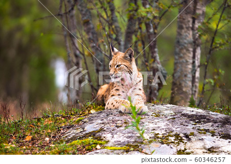 Lynx Resting On Rock Formation In Forest 60346257