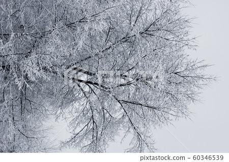 Snowy forest. Snow-covered trees. The dense forest under the snow Snowy forest. Snow-covered trees. The dense forest under the snow 60346539