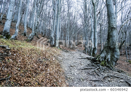 Strazov hill, Strazov Mountains, Slovakia Strazov hill, Strazov Mountains, Slovakia 60346942