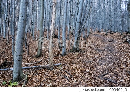 Strazov hill, Strazov Mountains, Slovakia Strazov hill, Strazov Mountains, Slovakia 60346943