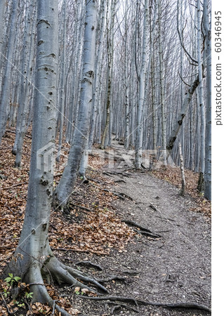 Strazov hill, Strazov Mountains, Slovakia Strazov hill, Strazov Mountains, Slovakia 60346945