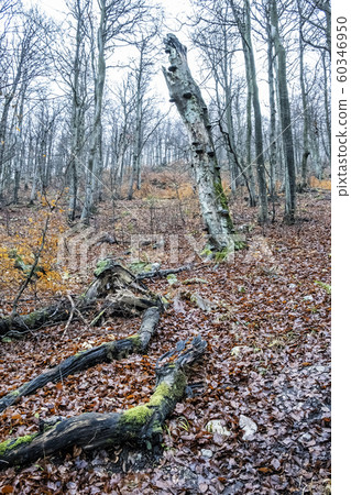 Strazov hill, Strazov Mountains, Slovakia Strazov hill, Strazov Mountains, Slovakia 60346950