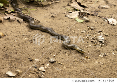 Natrix Maura snake 60347196
