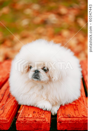 White Pekingese Pekinese Peke Whelp Puppy Dog 60347443