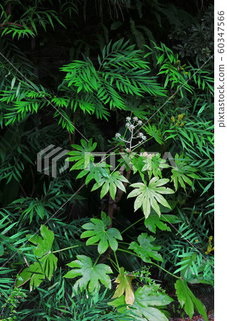 Close-up background material photo for lush vegetation planted in dark garden 60347566