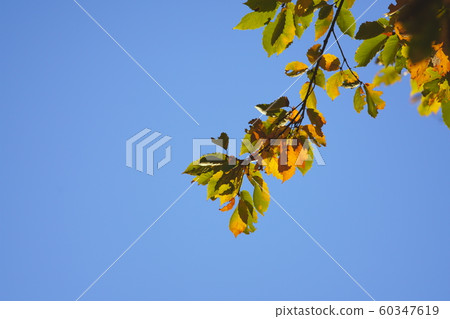 Autumn leaves Autumn leaves 60347619