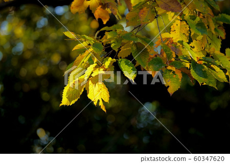 Autumn leaves Autumn leaves 60347620