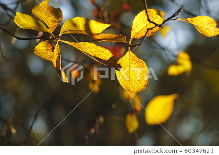 Yellow leaves Yellow leaves 60347621