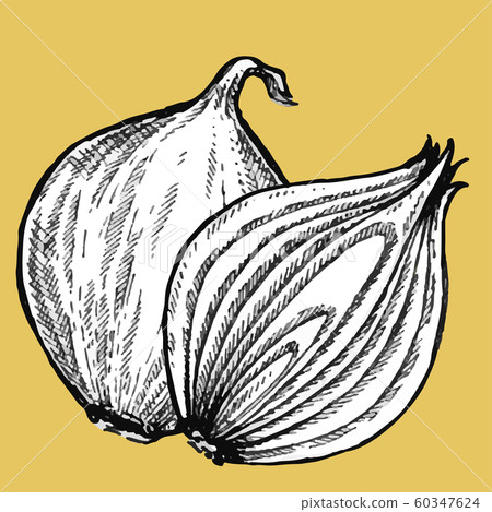Yellow onion, half onion. Vector illustration hand drawn style. Yellow onion, half onion. Vector illustration hand drawn style. 60347624