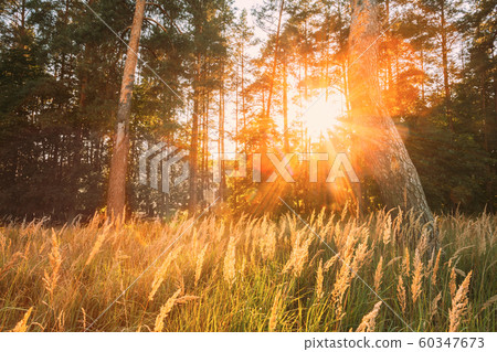 Sunset Sunrise In Pine Forest Landscape. Sun Sunshine With Natural Sunlight Through Wood Tree In Evening Forest. Beautiful Scenic View. Autumn Nature 60347673