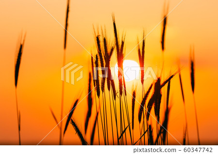 Summer Sun Shining Through Young Yellow Wheat Sprouts. Wheat Field In Sunset Sunrise Sun Summer Sun Shining Through Young Yellow Wheat Sprouts. Wheat Field In Sunset Sunrise Sun 60347742