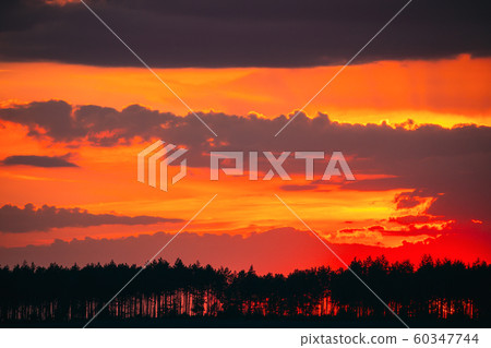 Sunset Sunrise In Pine Forest. Sunny Coniferous Forest. Fir-Trees Woods In Landscape Under Bright Colorful Dramatic Sky And Dark Ground With Trees Silhouettes Sunset Sunrise In Pine Forest. Sunny Coniferous Forest. Fir-Trees Woods In Landscape Under Bright Colorful Dramatic Sky And Dark Ground With Trees Silhouettes 60347744