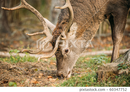 Belarus. Male European Red Deer Or Cervus Elaphus Grazes In Autumn Forest. Close Up Deer 60347752