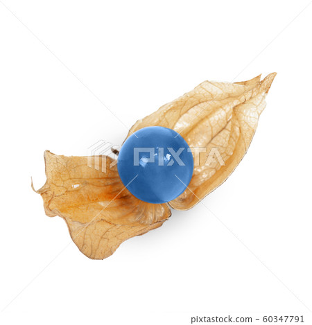Blue physalis fruit isolated on white background 60347791