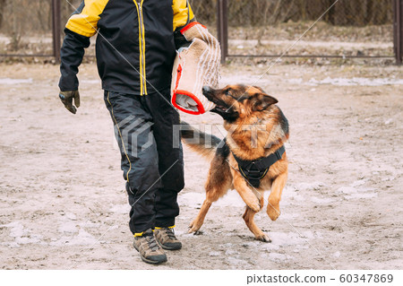 German Shepherd Dog training. Biting dog. German Shepherd Dog training. Biting dog. 60347869