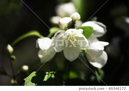 Pure white, Syringa blossom Pure white, Syringa blossom 60348172