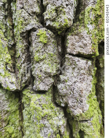 Old tree bark, close up wood texture. oak with Old tree bark, close up wood texture. oak with 60348443