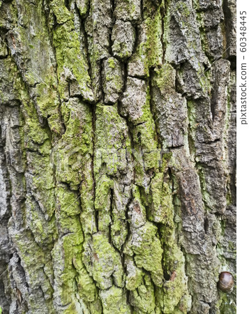 Bark of a tree with green moss and lichen on it. Bark of a tree with green moss and lichen on it. 60348445