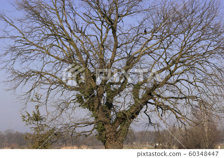 Bare tree with ivy in winter afternoon. Large lone Bare tree with ivy in winter afternoon. Large lone 60348447