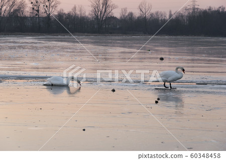 Wild Swans walking on ice in Lake On Sunset. Wild Swans walking on ice in Lake On Sunset. 60348458