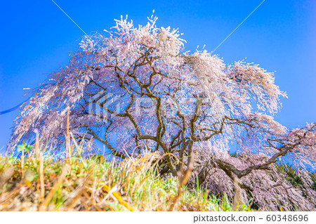 音tsu的垂枝櫻花[山梨] 60348696