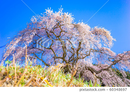 音tsu的垂枝櫻花[山梨] 60348697