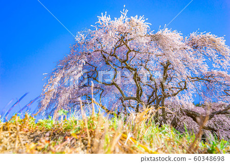 音tsu的垂枝櫻花[山梨] 60348698