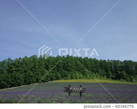 薰衣草_富良野 薰衣草_富良野 60348776
