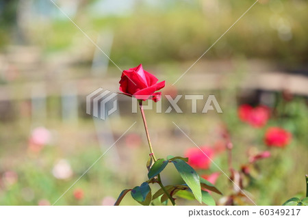 Rose flower Rob Roy 60349217