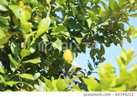 Fruit of lemon Fruit of lemon 60349222