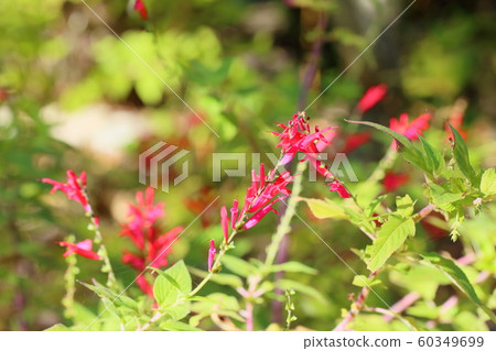 Salvia elegance flowers Salvia elegance flowers 60349699