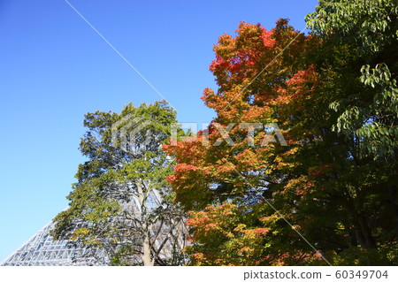 Maple autumn leaves 60349704