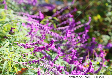 Salvia leucansa花 Salvia leucansa花 60350382