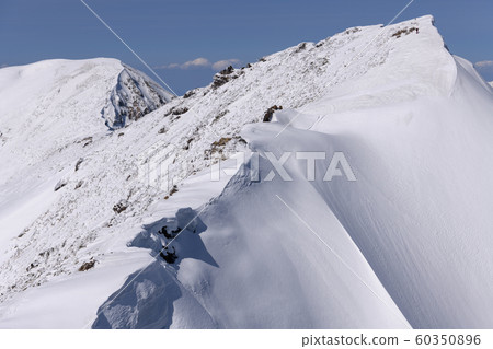 Spring Okino Ear (Tanigawadake) 60350896