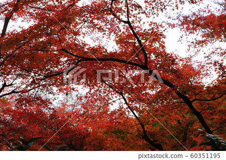 Katsuo-ji 60351195