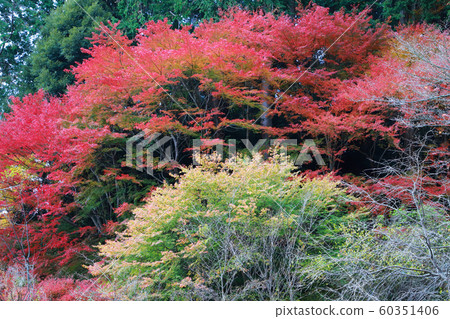Katsuo-ji 60351406