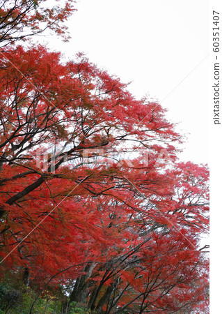 Katsuo-ji 60351407