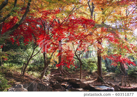 Autumn leaves of Okamoto Park Autumn leaves of Okamoto Park 60351877
