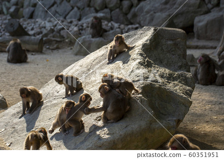 高山山猴 高山山猴 60351951