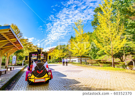 秩父繆斯公園銀杏樹[Sa玉縣] 60352370