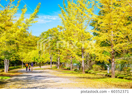 Chichibu Muse Park Ginkgo row of trees [Saitama Prefecture] 60352371